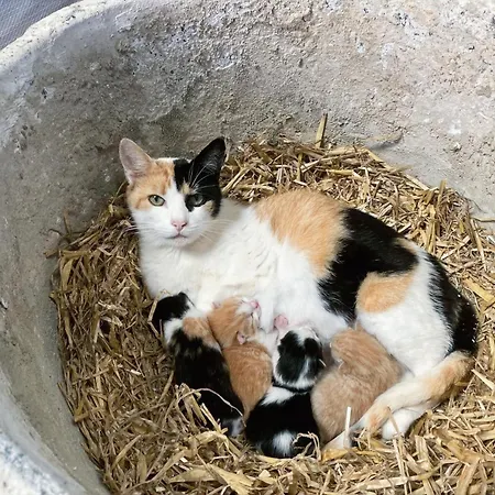 Hébergement de vacances De Schuur *