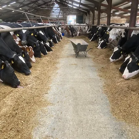 度假居 De Schuur *